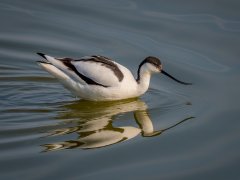 Maggie Bullock-Avocet Feeding-Very Highly Commended.jpg